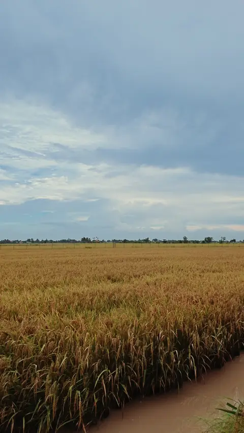 Đồng lúa ven dừa nước Cà Mau